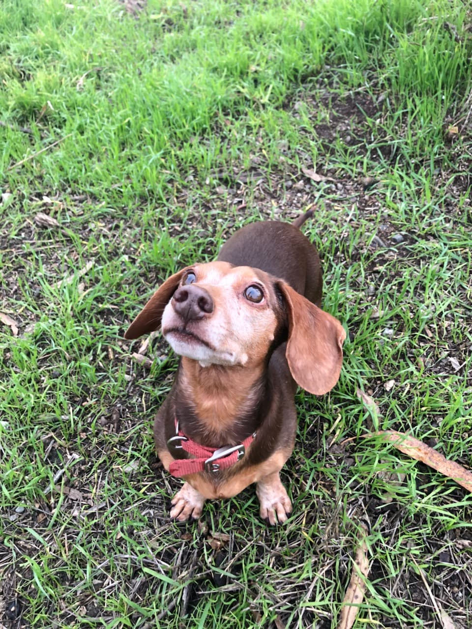 Hershey the dog being photogenic